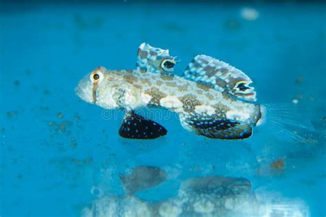 Two Spot Goby In Aquarium Stock Image Image Of Underwater 13109315