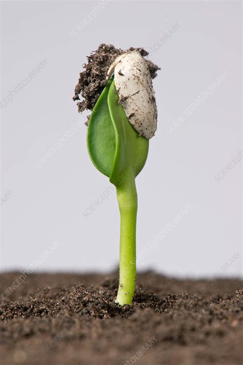Sunflower Seed Germinating 2 Of 5 Stock Image C0362728 Science