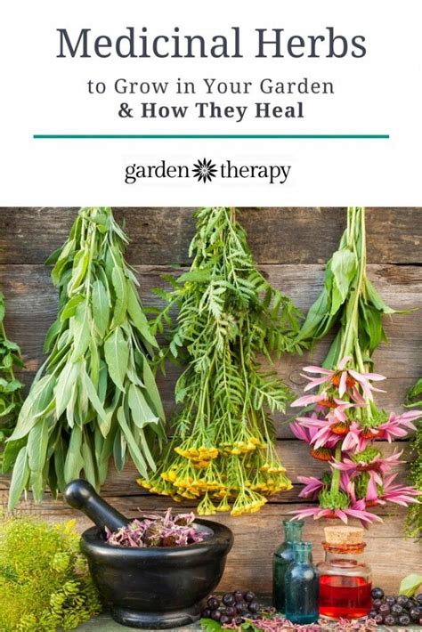 The Top Five Medicinal Herbs To Grow In Your Garden And