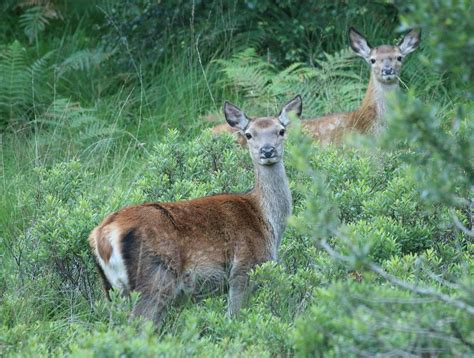 Naturetrek Wildlife Holidays Scotlands Mammals And Highlights Of The