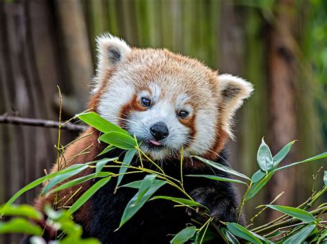 Why Are Red Pandas Endangered Worldatlas