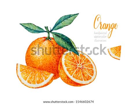 Watercolor Orange Watercolor Botanical Illustration Citrus Stock