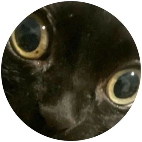 Round Icon Pfp Cute Black Cat Big Eyes Aesthetic Y2k Profile Picture