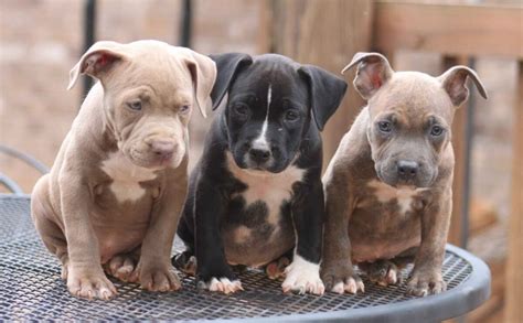 What Are The Different Types Of Pit Bulls — Breeding Business