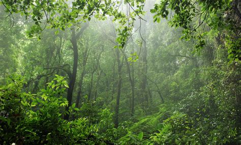 El Yunque National Forest Rainforest Puerto Rico