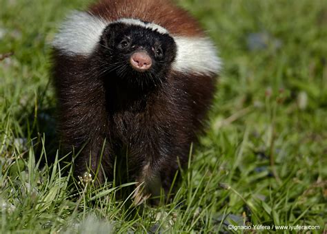 Hog Nosed Skunks Live In The Pinon Juniper Woodlands In The