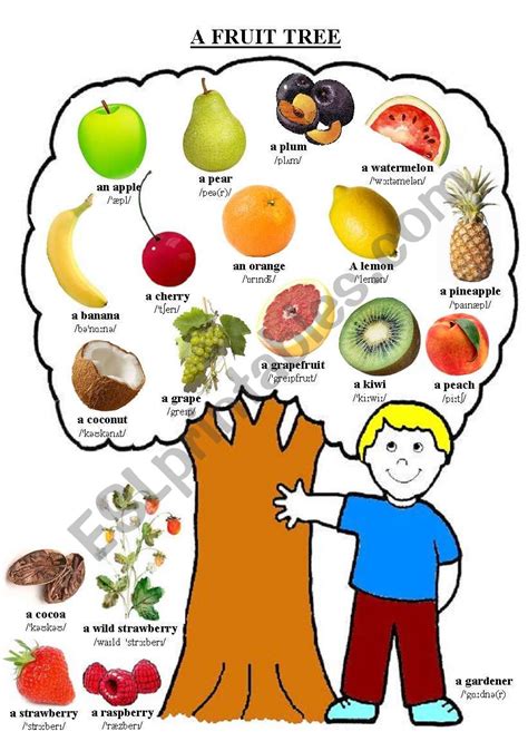 A Fruit Tree Esl Worksheet By Ceewu