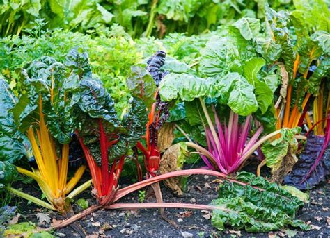 Fast Growing Vegetables And Herbs Bob Vila