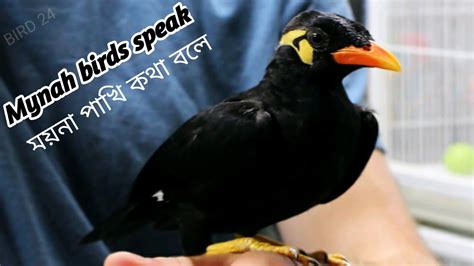 Mynah Birds Talk Like Humans Mynah Birds Speak ময়না পাখি কথা বলে