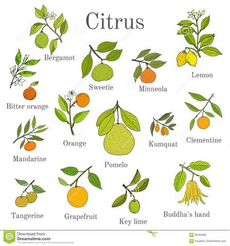 If they do not, chances are you are not dealing with a fruit tree. Set Of Different Citrus Branches With Fruits And Leaves ...