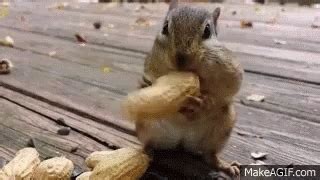 Chipmunk Nuts GIF Chipmunk Nuts Discover Share GIFs