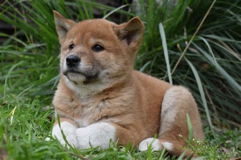 Three Words Cute Dingo Puppies Huffpost News