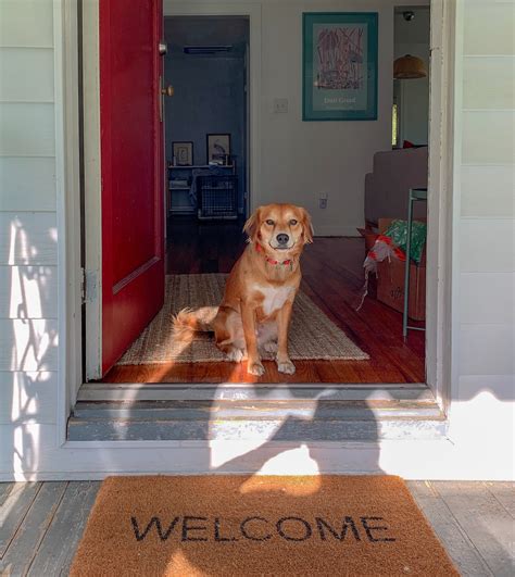 Pets On Broadway