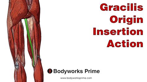 Gracilis Anatomy Origin Insertion And Action Youtube