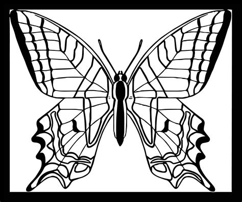 Nice Butterfly Yellow Swallowtail Coloring Page Chenille Coloring