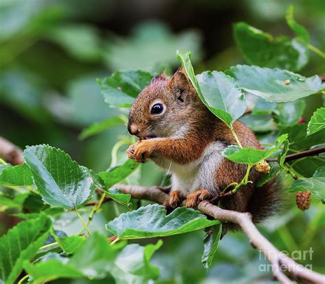 Baby Red Squirrel With Mulberry Photograph By Sarah Keates Fine Art