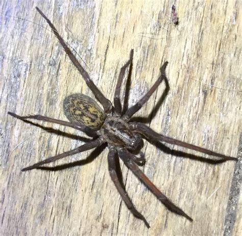 Female Eratigena Atrica Giant House Spider In Calumet Michigan