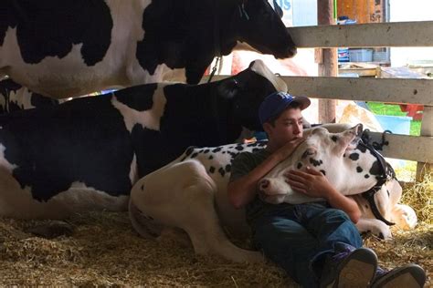 Love Cuddling Cows Is The Best