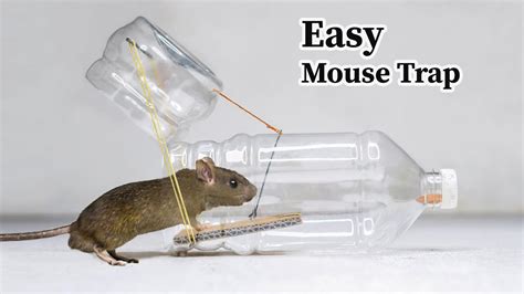 Water Bottle Mouse Rat Trap HOW To MAKE MOUSE TRAP Using PLASTIC BOTTLE YouTube