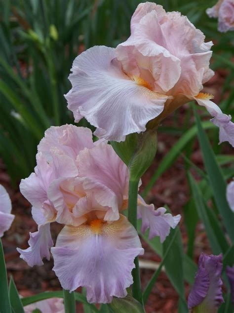 Photo Of The Bloom Of Tall Bearded Iris Iris Jennifer Rebecca