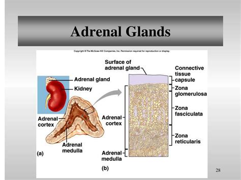 Ppt The Endocrine Glands And Their Hormones Powerpoint Presentation