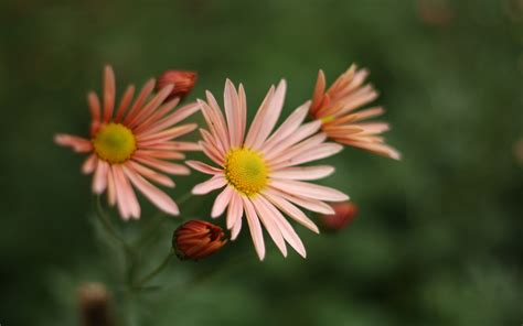 🔥 63 Fall Flowers Wallpaper Wallpapersafari