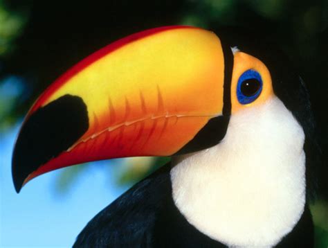 Toco Toucan The Rainforest