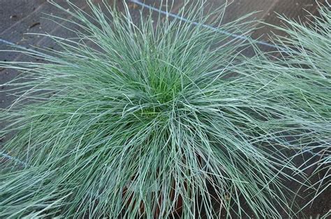 Blue Fescue Grass 100 Seeds Festuca Glauca Ground Cover Perennial