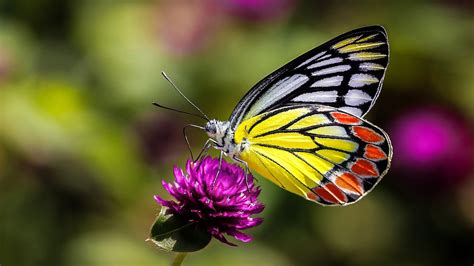 Insects Butterfly On Flower Macro Picture Ultra Hd Wallpapers For