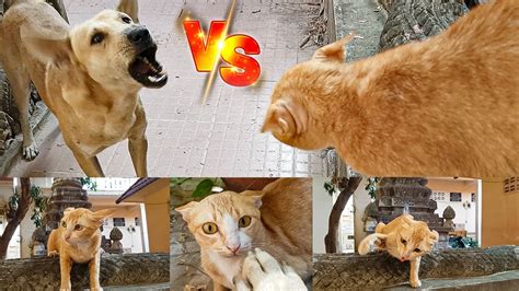 Omg Cat Vs Dog Fight Awesome Angry Cat Fight With Dog Very Scary