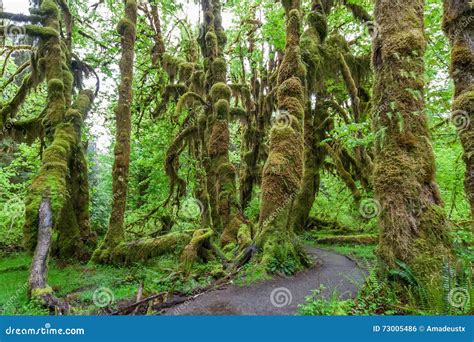 Green Lush Plants Of Temperate Rainforest At Olympic National Park