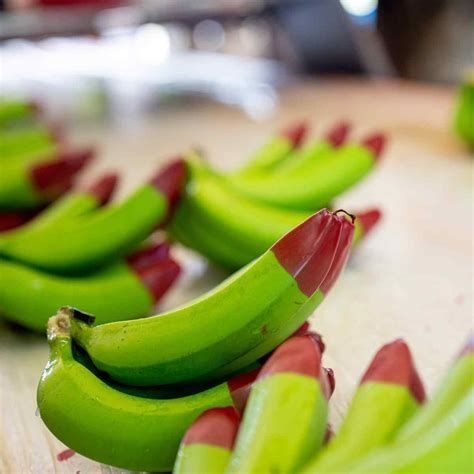 Ecoganic Red Tip Bananas And Sustainable Farming Practices Perfection
