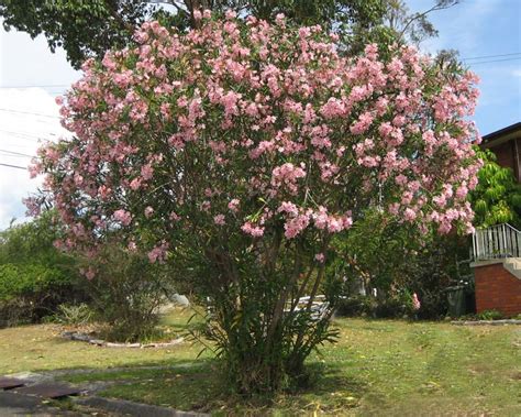 Nerium Oleander Gardensonline