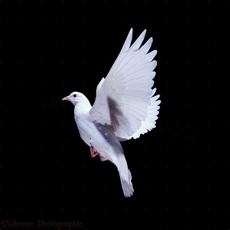 White Dove Dove Pictures Dove Flying White Pigeon Vlrengbr