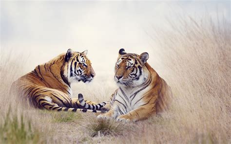 Tiger Pair 5k Wallpapers In  Format For Free Download