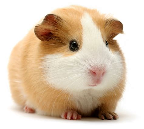 Why are guinea pigs one of my favorites? What Is A Rodent? | List Of Rodents | DK Find Out