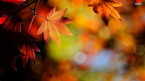 Free Download Autumn Leaves Wallpapers High Quality Download Free