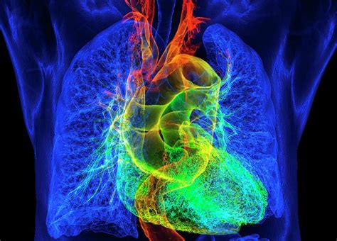 Human Heart And Lungs Photograph By K H Fungscience Photo Library Pixels