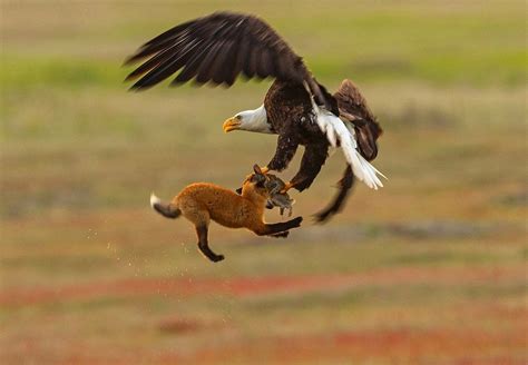 Watch Bald Eagle Battles Fox For Rabbit In Skies Above