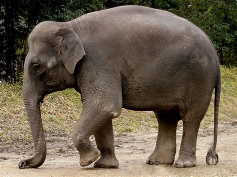 Asian Elephant Indian Elephant Endangered Animals List