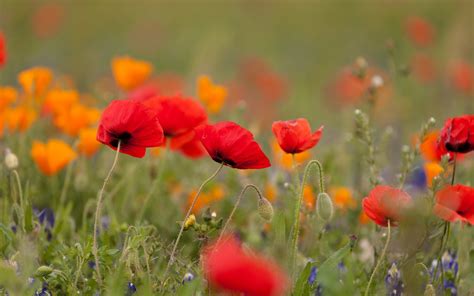 Poppies Flowers Wallpapers Hd Desktop And Mobile Backgrounds