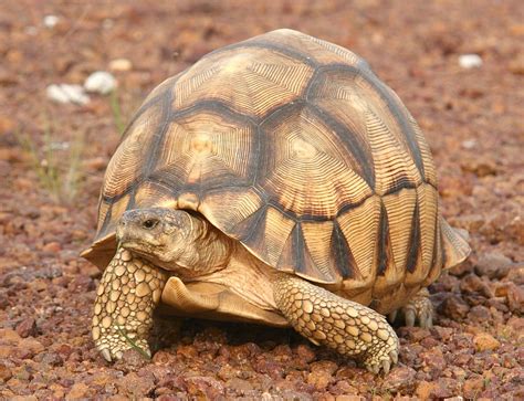 Ploughshare Tortoise Animal Wildlife