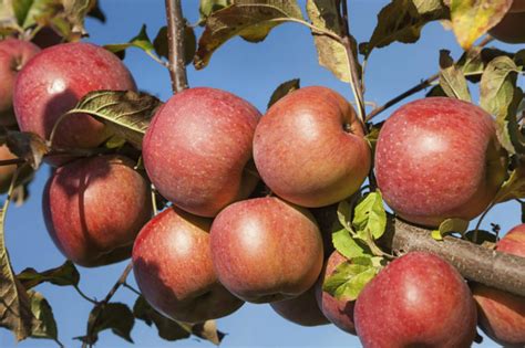 Braeburn Apple Tree 4 5ft Self Fertileready To Fruitcrisp And Aromatic