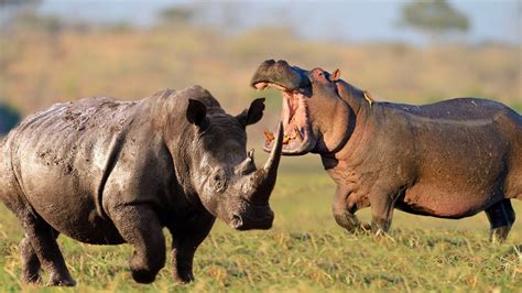 Rhino Vs Hippo Are They Friend Or Enemy Youtube