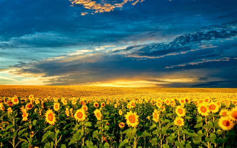 Sunflower Field Laptop Wallpaper