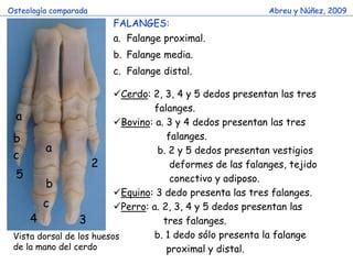 Huesos Miembro Toracico Comparado 2 PPT Descarga Gratuita