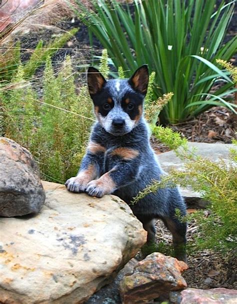 Blue Heeler Puppy Cute Puppies Dogs And Puppies Cute Dogs Doggies