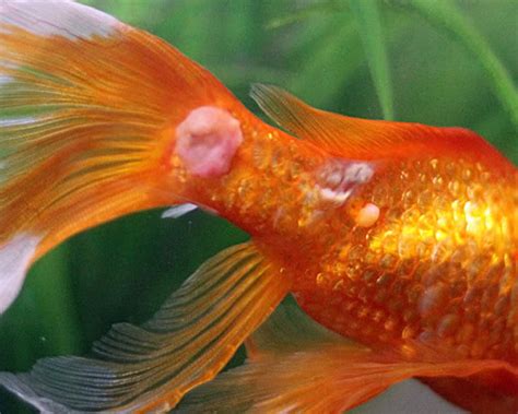 Goldfish Diseases How To Tell If Your Goldfish Is Sick Uk Pets
