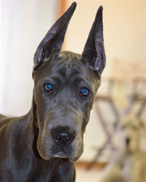 15 Amazing Facts About Great Danes You Probably Never Knew Page 2 Of