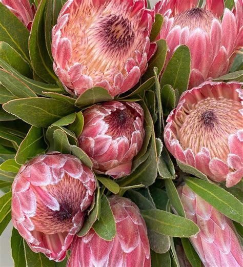 Order Pink Ice Protea Flower At Wholesale Protea Flower Wholesale